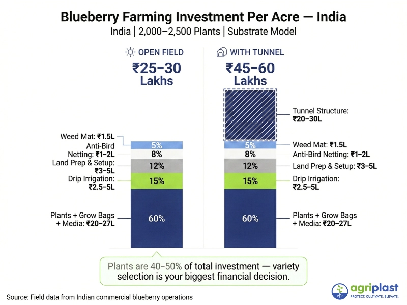 Blueberry farming investment breakdown per acre in India - Agriplast